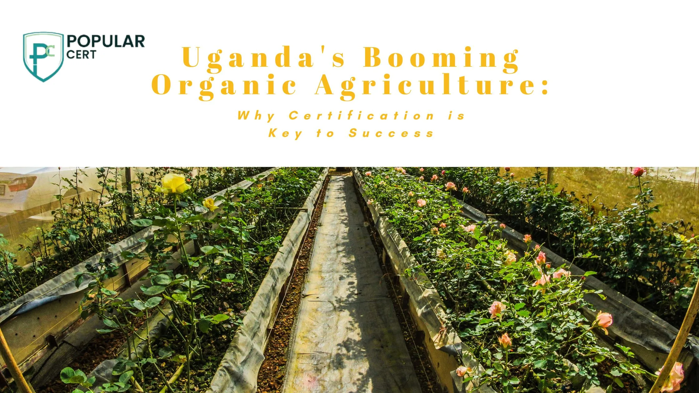 uganda's booming organic agriculture: why certification is key to success
